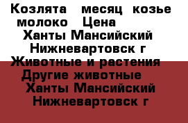 Козлята 1 месяц, козье молоко › Цена ­ 1 000 - Ханты-Мансийский, Нижневартовск г. Животные и растения » Другие животные   . Ханты-Мансийский,Нижневартовск г.